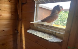 Pigeons birds for sale: Old Dutch Capuchine - Image 2