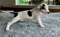 Pointer dogs for sale: KC reg Pointer Puppies - Image 37