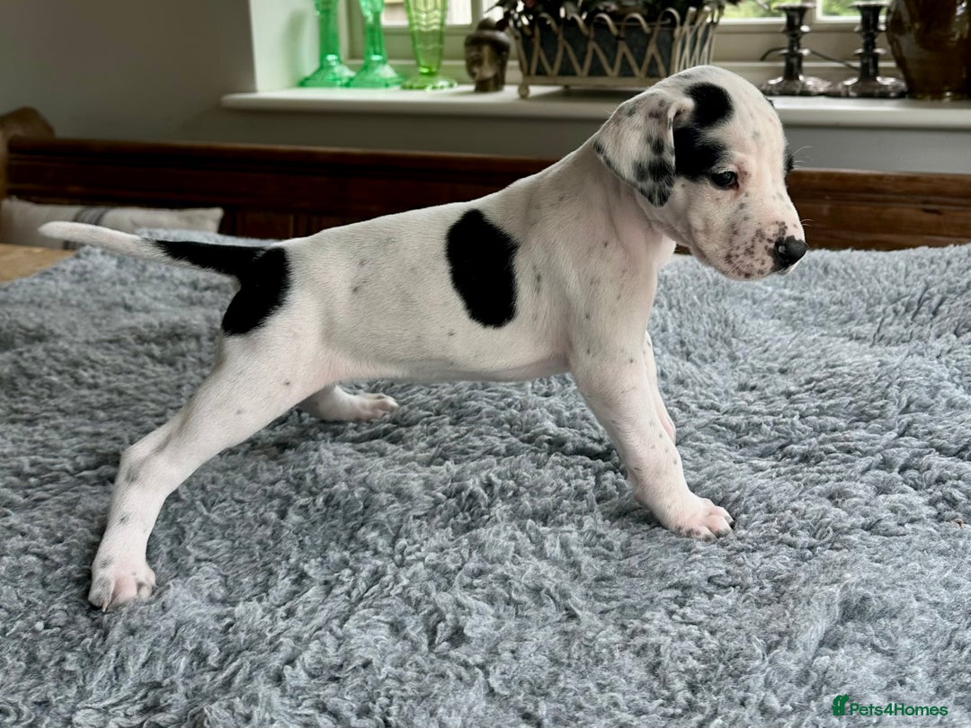 Pointer dogs for sale: KC reg Pointer Puppies - Image 37