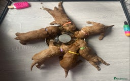 Cavapoo dogs for sale: **Beautiful Cavapoo pups** - Image 11