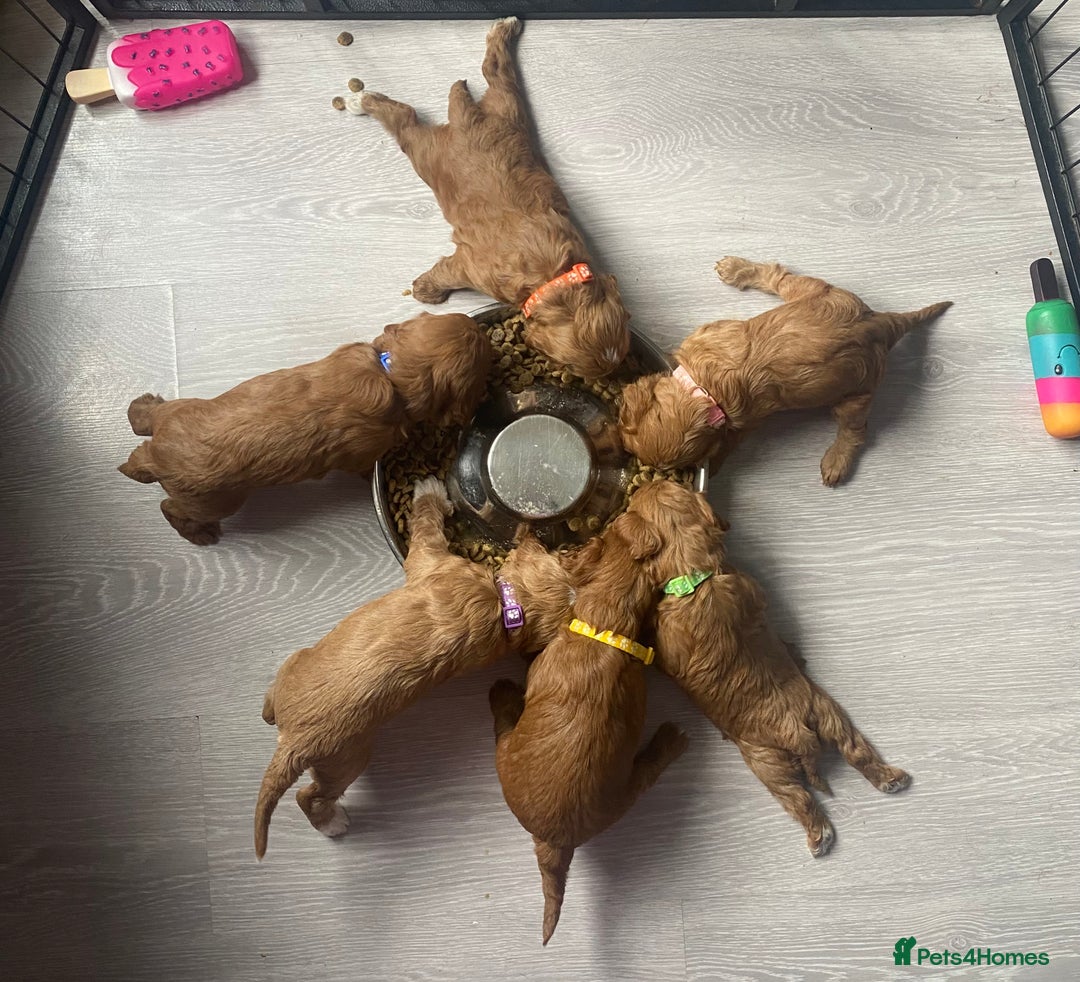 Cavapoo dogs for sale: **Beautiful Cavapoo pups** - Image 11