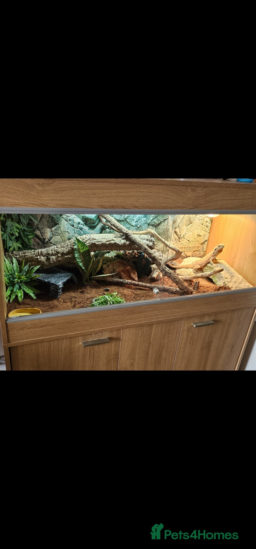 Bearded Dragon reptiles for sale: Female bearded dragon - Advert 2