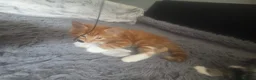 Domestic Shorthair cats for sale: Kittens looking for a loving home in Slough - Advert 3