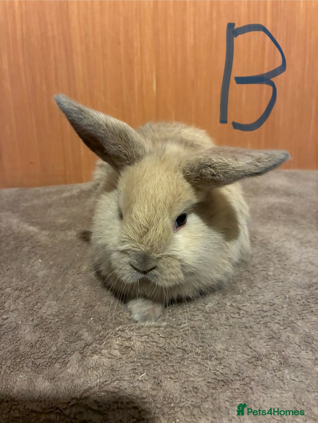 Mini Lion Lop rabbits for sale: Mini lionhead lops  - Advert 5