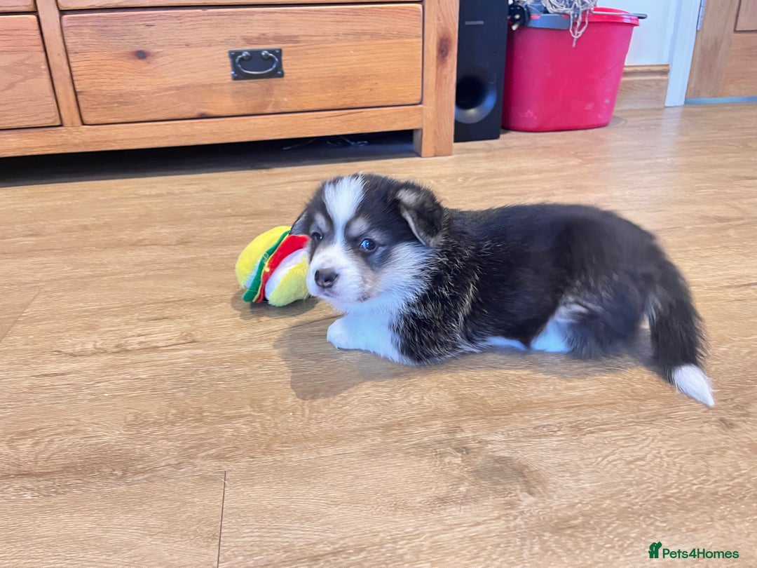 Welsh Corgi Pembroke dogs for sale: KC Pembroke Welsh Corgis (Gorgeous Tri Colour) - Advert 3
