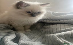 Ragdoll cats for sale: GCCF and Tica pedigree ragdolls kittens for sale - Image 9