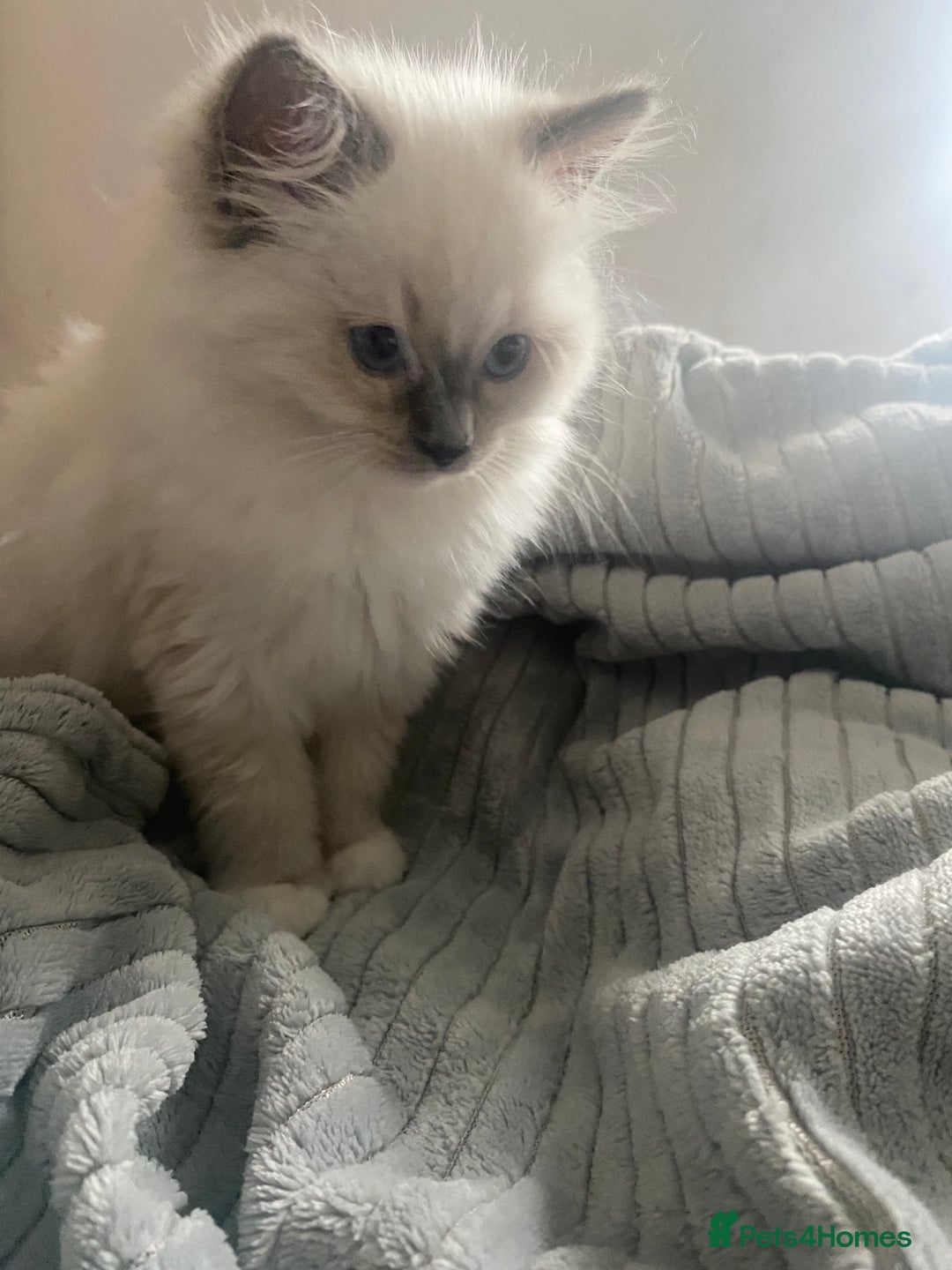 Ragdoll cats for sale: GCCF and Tica pedigree ragdolls kittens for sale - Image 9