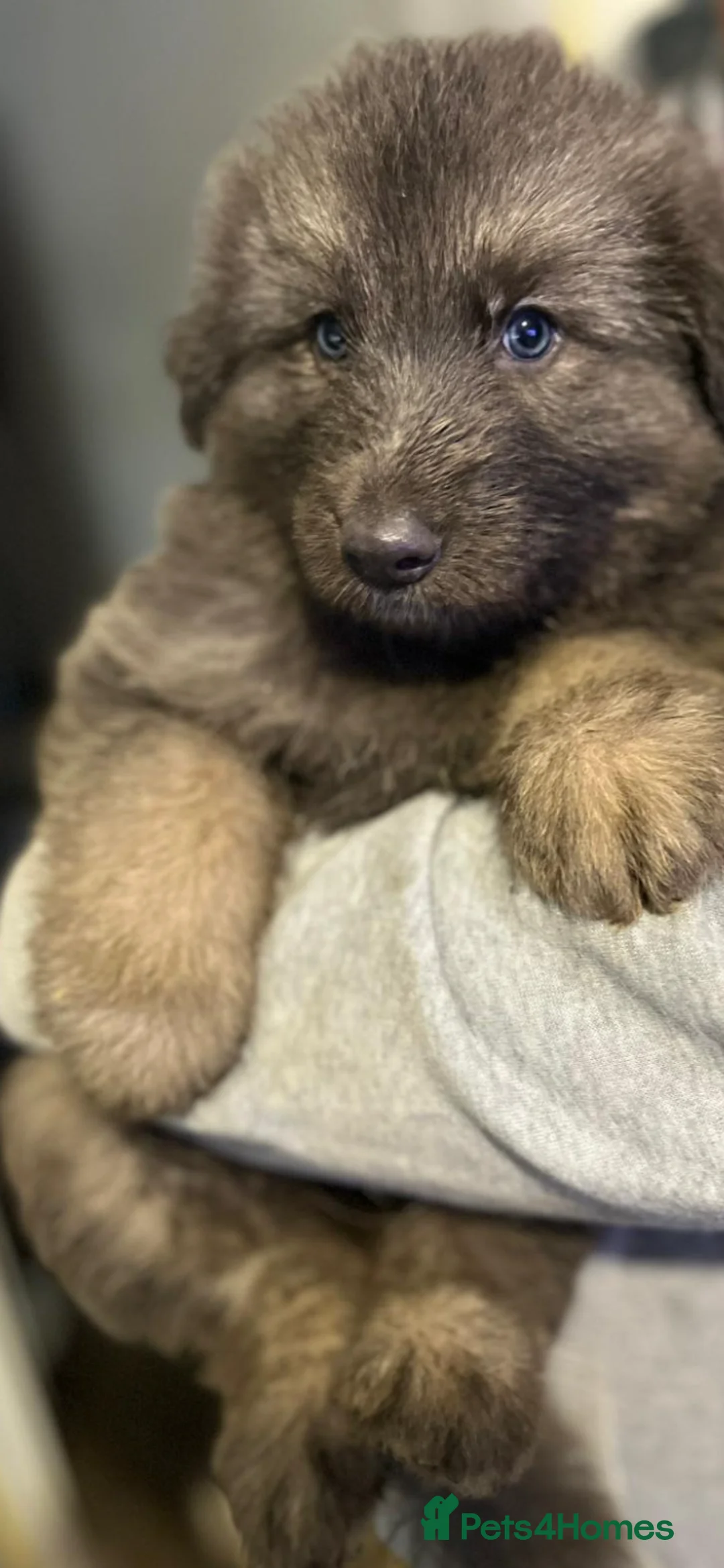 German Shepherd dogs for sale: Blue GSD’s 3 females remaining - Advert 7