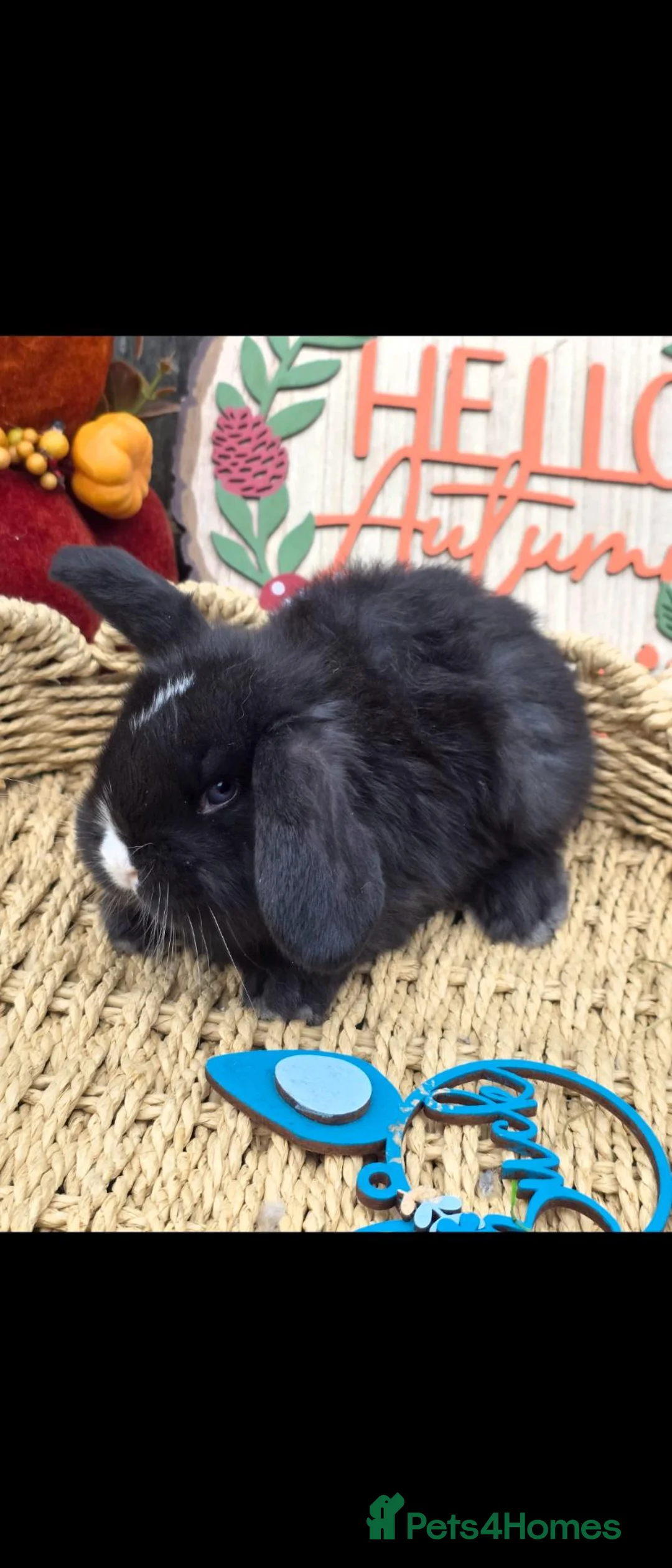 French Lop rabbits for sale: 3 French Lops Ready For Reserve - Advert 1