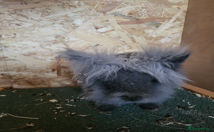 Lionhead rabbits - Advert 1