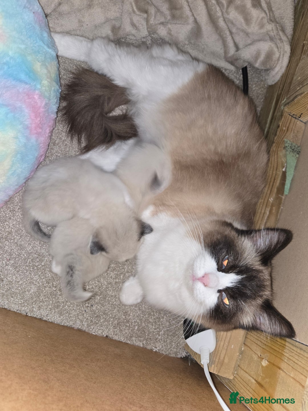 Ragdoll cats for sale: Stunning GCCF ragdolls - Advert 5