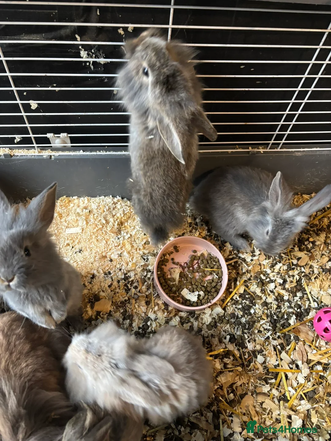 Mixed Breed rabbits for sale: 11 week old lionhead/ giant continental  - Advert 2