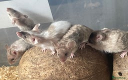 Mouse rodents for sale: Beautiful fancy mice looking for forever homes - Image 12