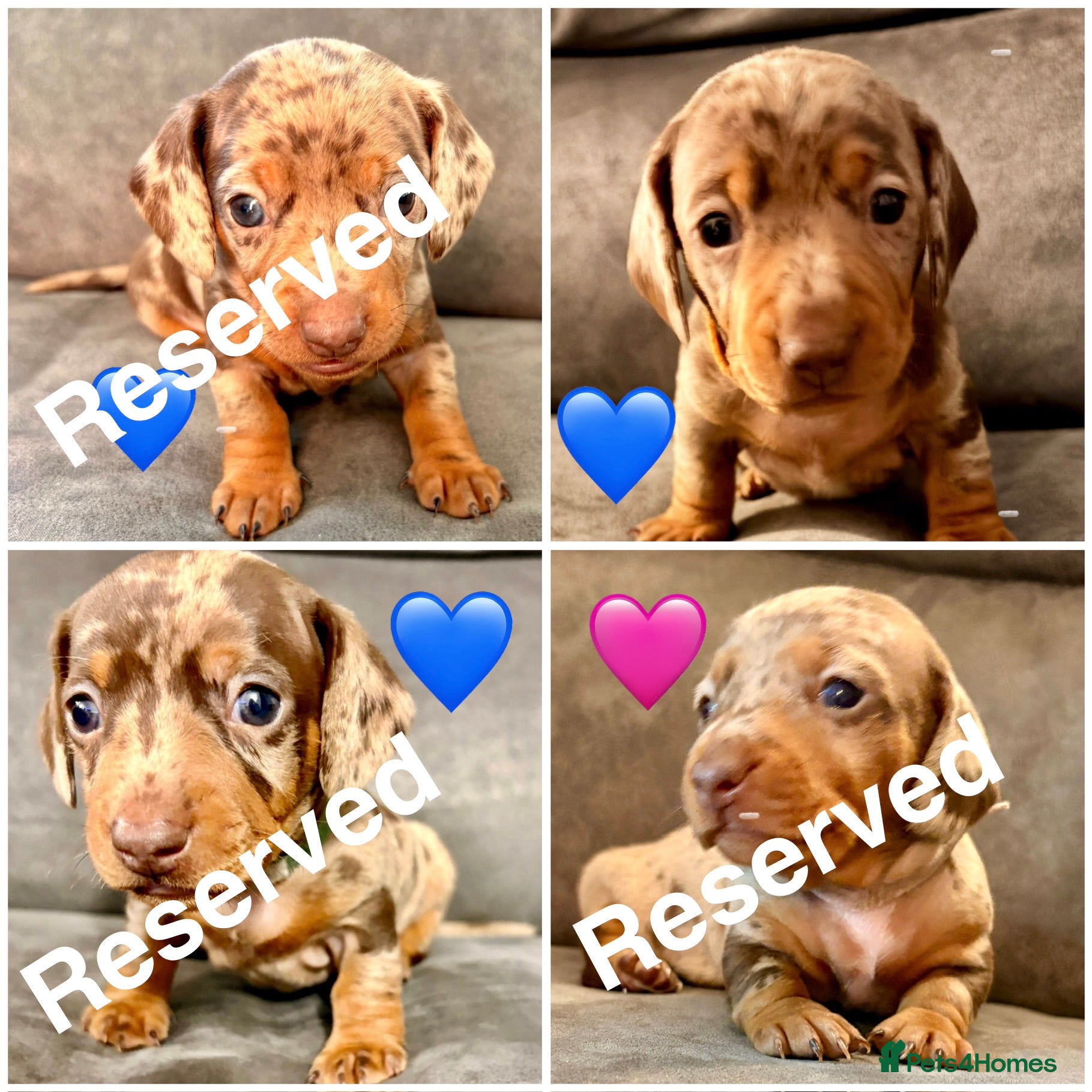 Miniature Dachshund dogs Miniature dachshunds  - Advert 16