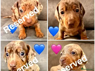 Miniature Dachshund dogs Miniature dachshunds - Advert 16