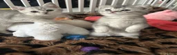Scottish Fold cats for sale: Scottish Fold  kittens ❤️READY TO LEAVE ❤️ - Advert 8