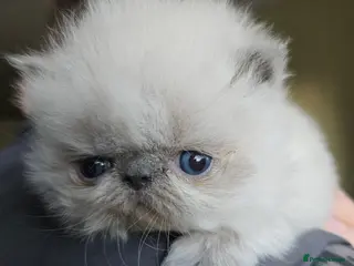 Persian cats 😻 Last 2 😻 Stunning Pedigree Persian Kittens 😻 - Advert 11