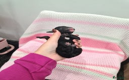 Cockapoo dogs for sale: ADORABLE F2B COCKAPOO PUPPIES 🐶 😍  - Image 15