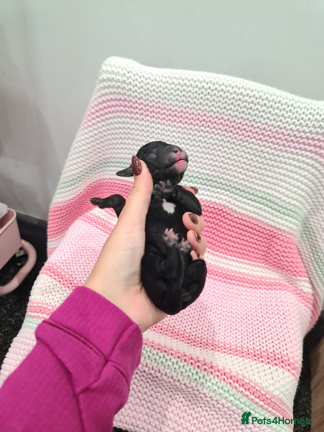Cockapoo dogs for sale: ADORABLE F2B COCKAPOO PUPPIES 🐶 😍  - Image 15