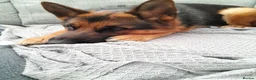 German Shepherd dogs for sale: Indie - Advert 9