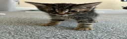 Mixed Breed cats for sale: Tabby kittens - Advert 12