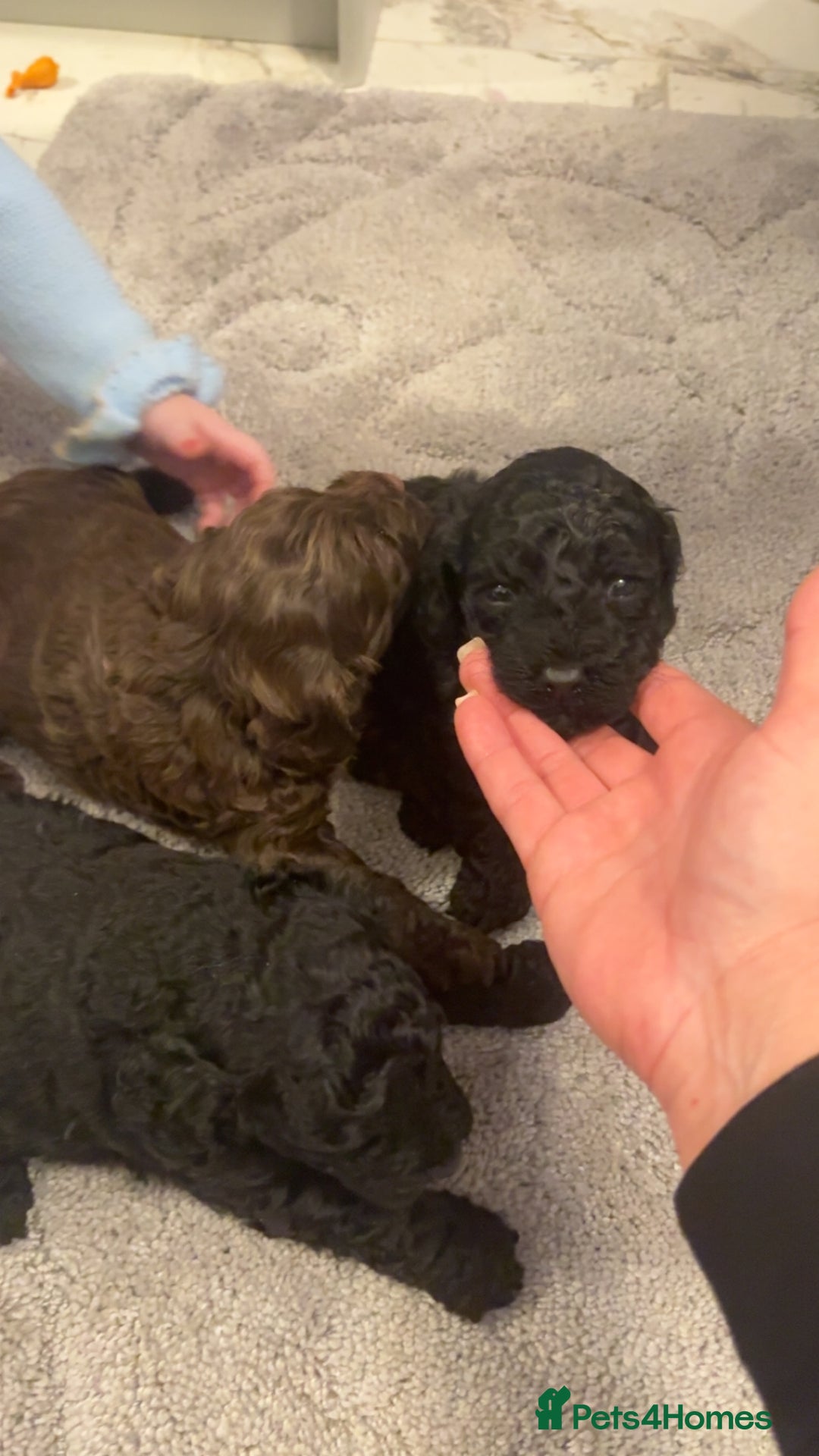 Cockapoo dogs for sale: Beautiful cockapoo puppies for sale - Advert 9