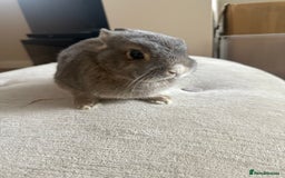 Netherland Dwarf rabbits for sale: Grey bunny with brown patchs - Image 5