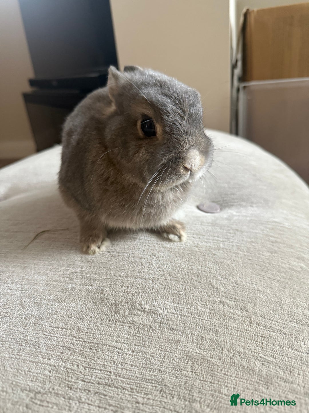 Netherland Dwarf rabbits for sale: Grey bunny with brown patchs - Image 5