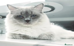 Ragdoll cats for sale: Female lilac point Ragdoll kitten - Image 6