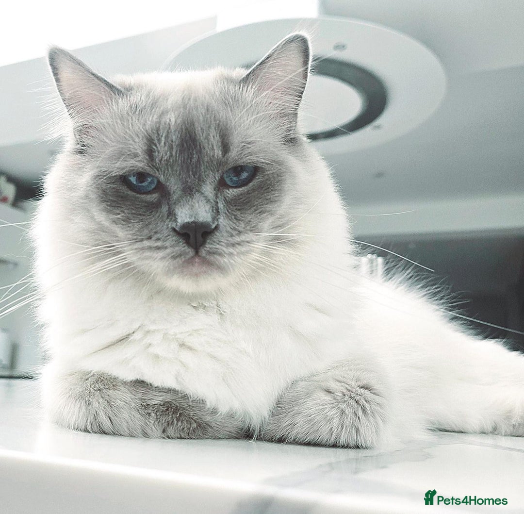 Ragdoll cats for sale: Female lilac point Ragdoll kitten - Image 6