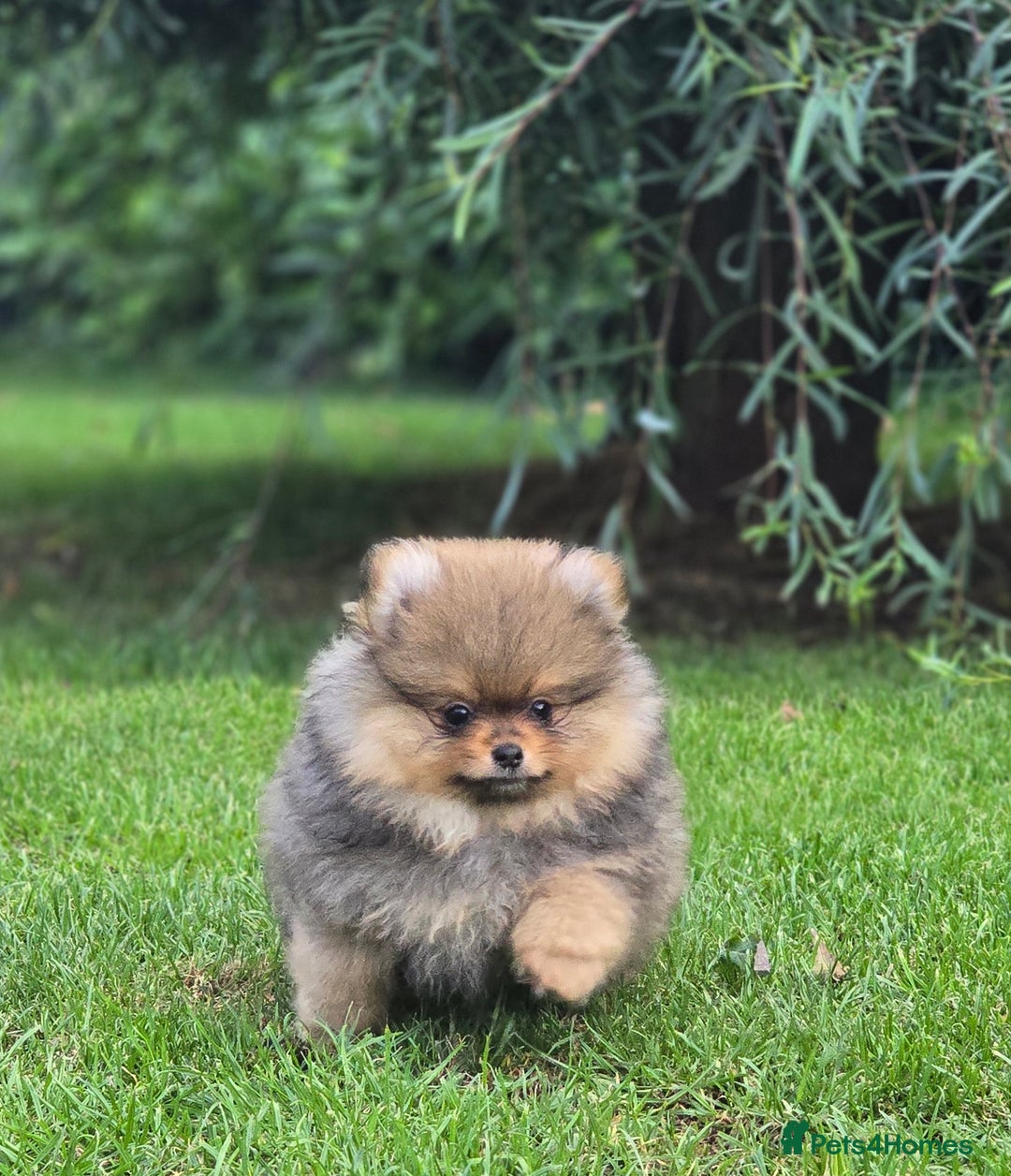 Pomeranian dogs for sale: Tiny Teddy Bear Pomeranians - Image 2