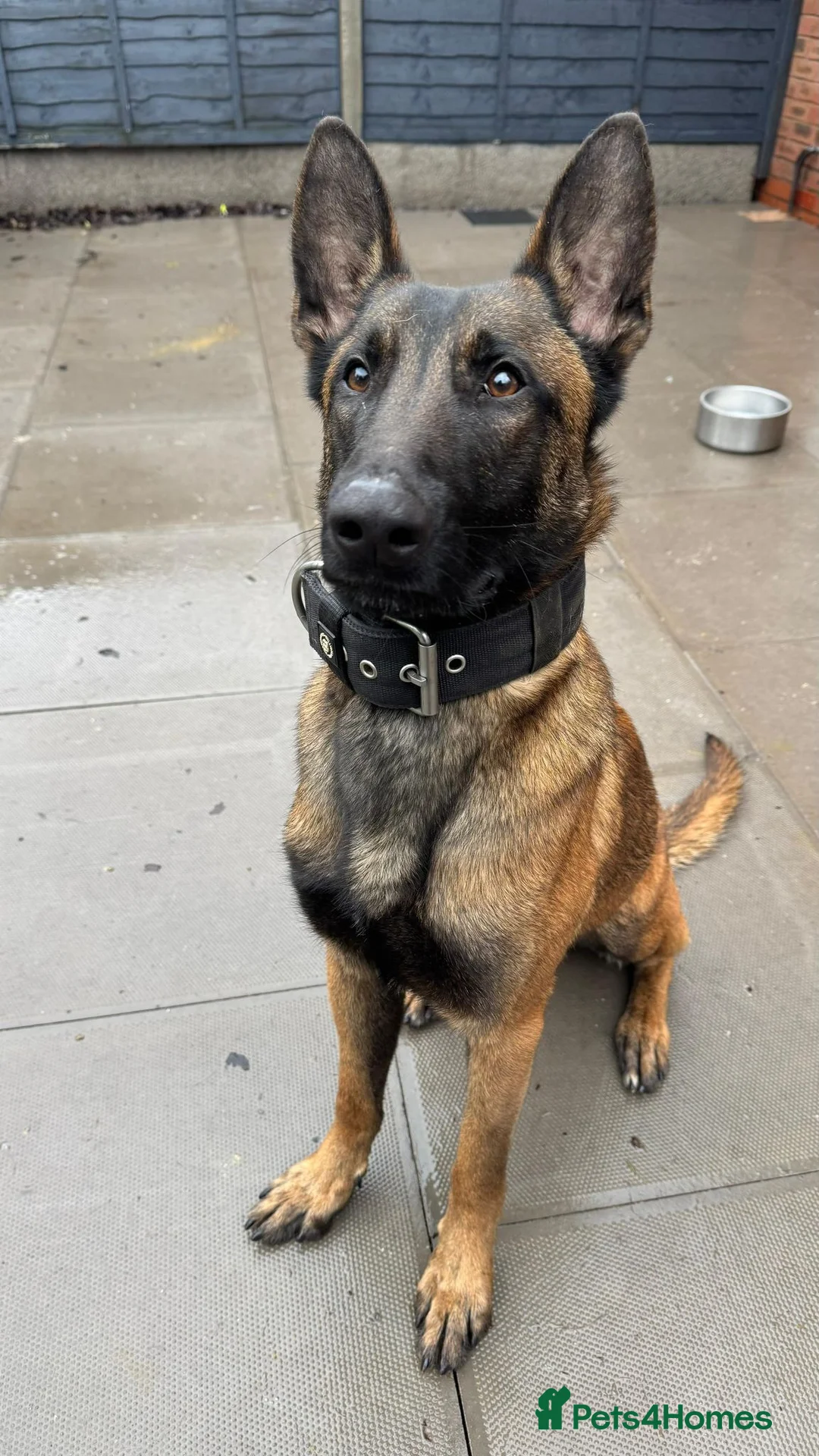 Belgian Shepherd Dog dogs for sale: Dutch Herder Agro Vom Harper - Advert 2