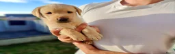 Labrador Retriever dogs for sale: Stunning, Well Bred Yellow Labrador Pups - Advert 7