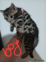 Mixed Breed cats Beutyful bengal babies wisbech 🐈😻 - Advert 11
