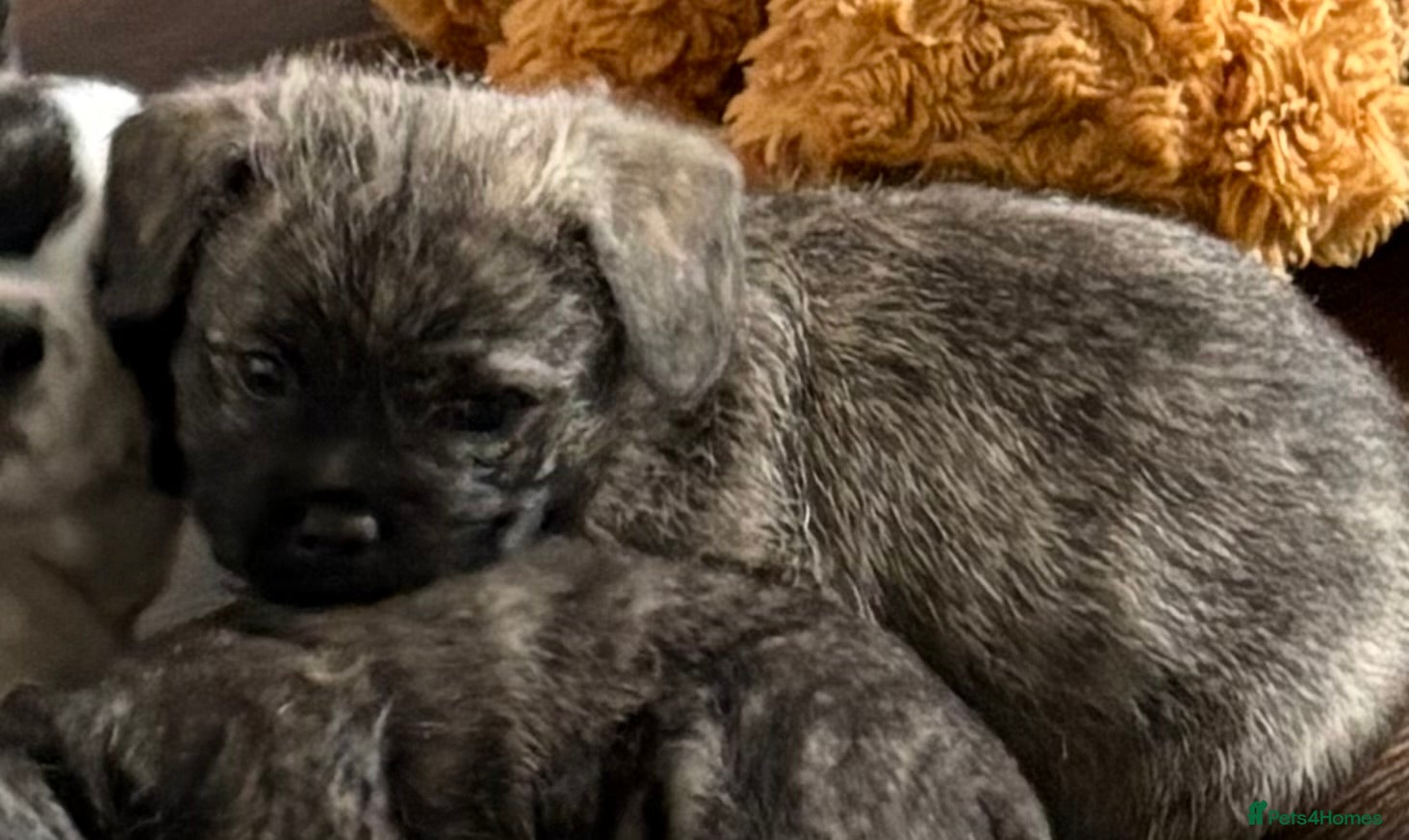 Mixed Breed dogs Pugland Puppies  - Advert 2