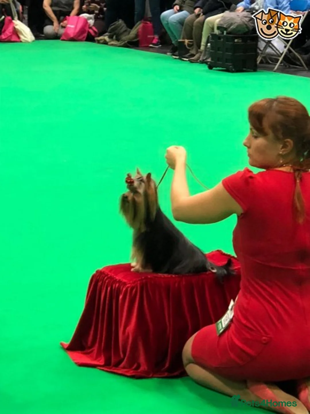 Yorkshire Terrier dogs for stud: Stunning UK champion small stud dog DNA tested in Rotherham - Advert 7