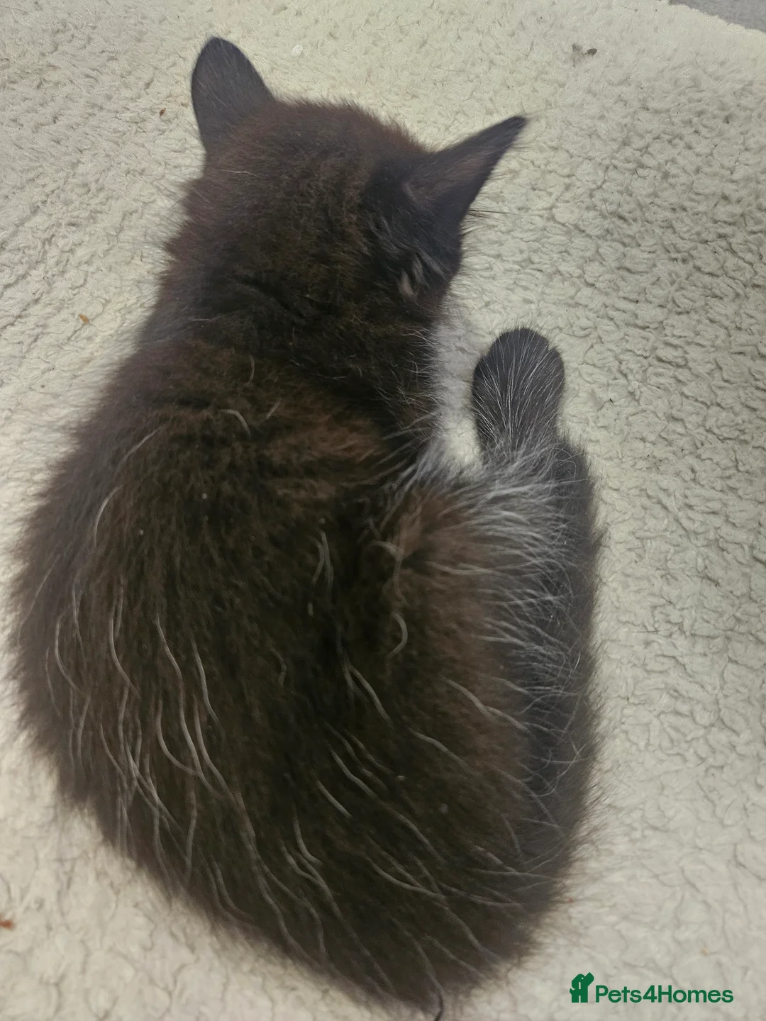 Mixed Breed cats for sale: 5 beautiful kittens  in Hemel Hempstead - Advert 18