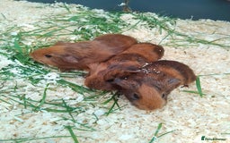 Guinea Pig rodents for sale: 4 sows - Image 2