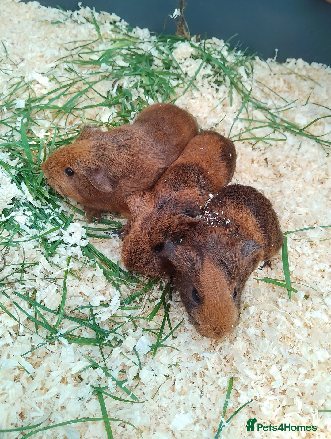 Guinea Pig rodents for sale: 4 sows - Image 2