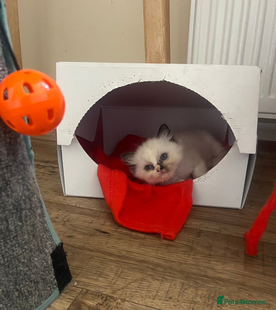 Ragdoll cats for sale: 🎀Beautiful Ragdoll kittens (TICA reg)🎀 - Image 29