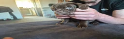 Mixed Breed dogs for sale: French bulldog x sprocker spaniel  - Advert 5
