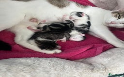 Mixed Breed cats for sale: Mixed Kitten - Image 6