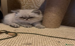 Persian cats for sale: Persian cross exotic  - Image 4