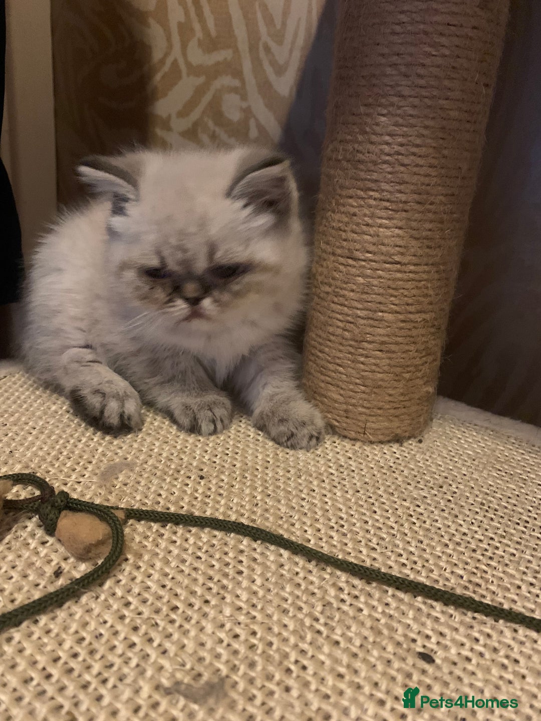 Persian cats for sale: Persian cross exotic  - Image 4