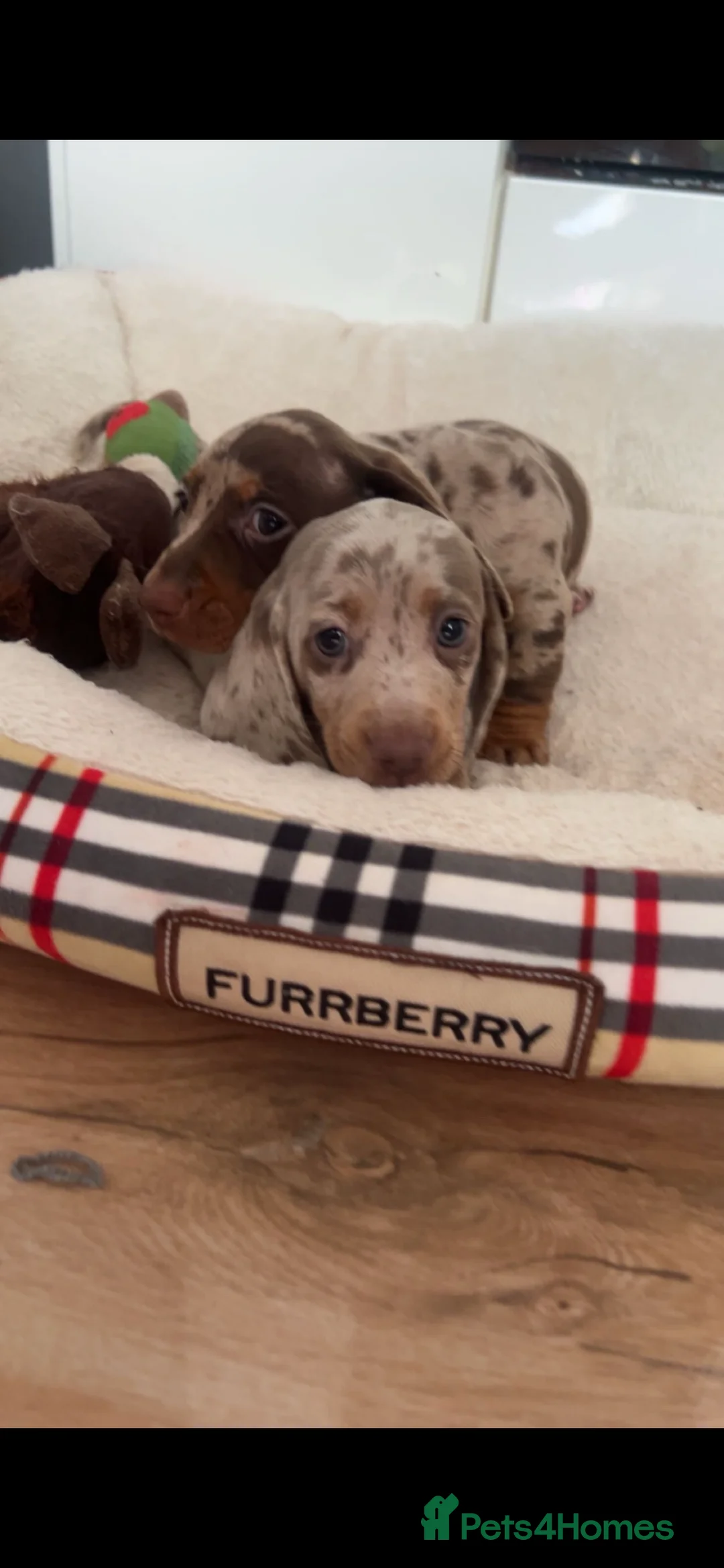 Miniature Dachshund dogs for sale: Miniature dachshunds  - Advert 2