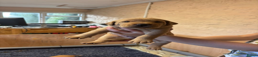 Fox Red Labrador blue collar 