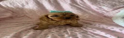 Cavapoo dogs for sale: 2 beautiful female cavapoos - Advert 13