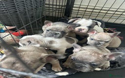 French Bulldog dogs for sale: Lilac bluefawn Frenchbulldog puppies ready to go   - Image 15