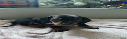 Miniature Dachshund dogs for sale: My family dogs have had a litter of 5  - Advert 4