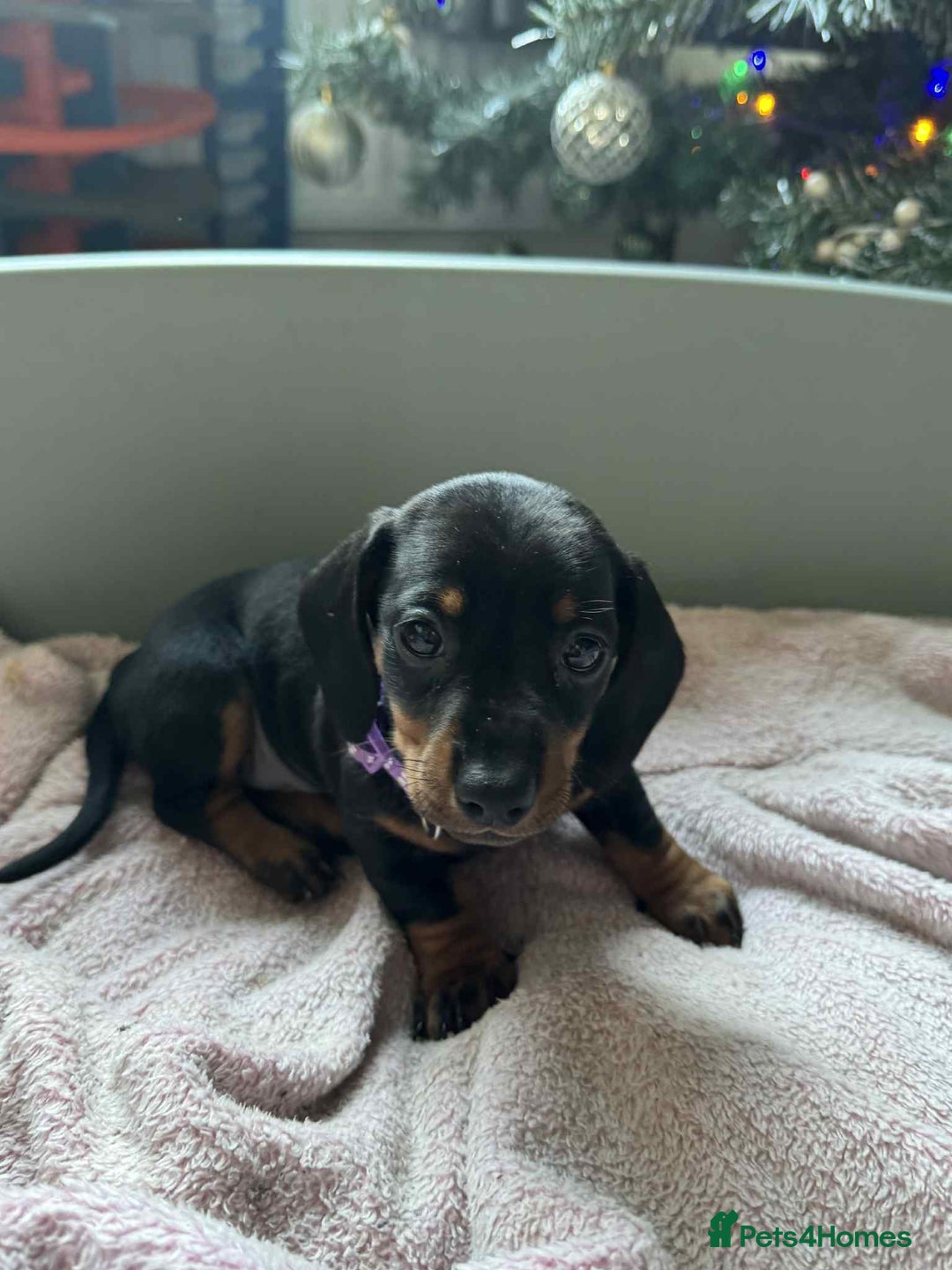 Miniature Dachshund dogs for sale: My family dogs have had a litter of 5  - Advert 4